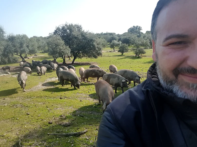 Moisés Monroy en una dehesa extremeña con cerdos ibéricos